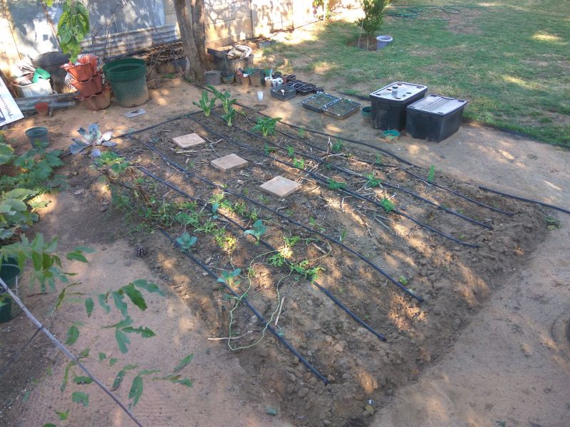 Corn patch, now with irrigation.