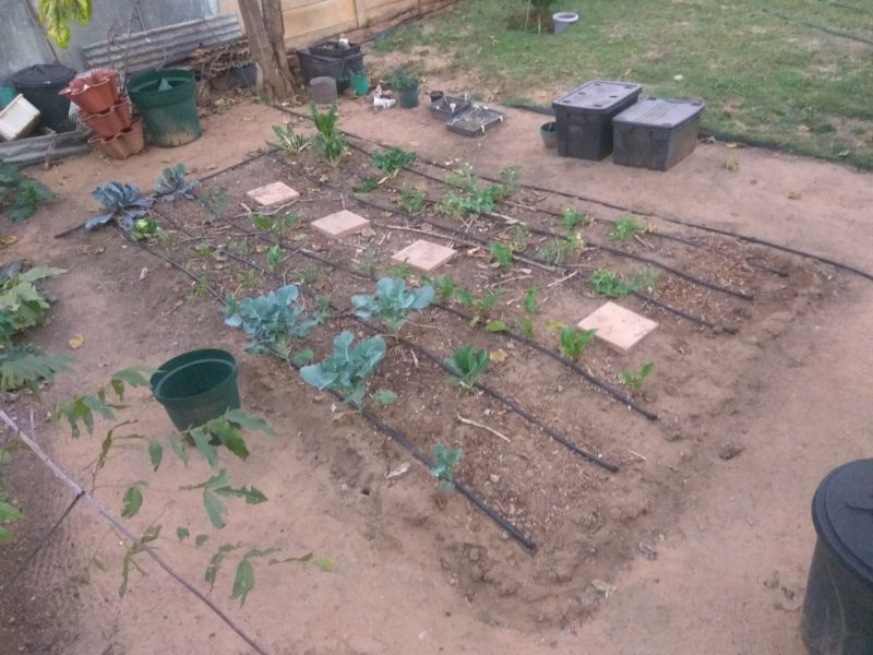 corn patch 2018-05-08