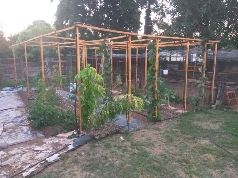 Garden as at 8May2018